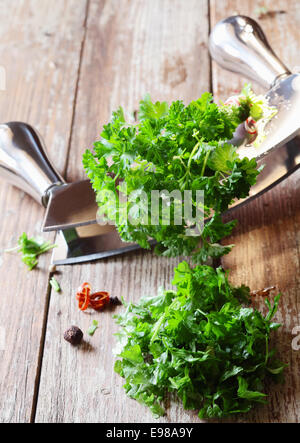 Tritare il prezzemolo fresco con un bilanciere curvo lama per uso come guarnire e ingrediente di cottura su un vecchio rustico tavolo in legno top Foto Stock