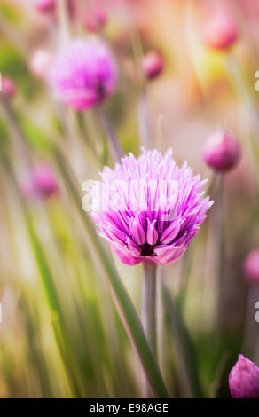 Rosa fresca erba cipollina fiori che crescono nel giardino in un impianto di erbe utilizzate in cucina come guarnire e condire con il suo dolce aroma di cipolla Foto Stock