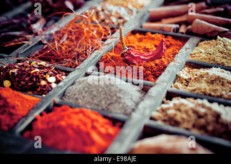 Selectve focus del suolo di peperoncino in polvere con un singolo red hot essiccato di pepe di cayenna circondato da fili di pepe e un assortimento di peperoni Foto Stock