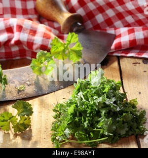 La trinciatura fresco verde crinkly di prezzemolo a foglia su una tavola in legno rustico utilizzando una curva in acciaio inossidabile a bilanciere coltello a lama Foto Stock