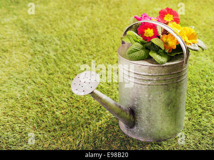 Metallo vecchio annaffiatoio sul soleggiato verde erba riempito con colorate arancio fiori d'estate con copyspace Foto Stock