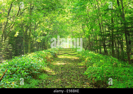 Hokkaido, Giappone Foto Stock