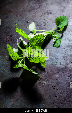 Rametto di menta fresca utilizzata come potherb e aromatizzante in cucina giacente su un grigio scuro testurizzato superficie di ardesia con copyspace Foto Stock