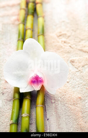 Bella fragile orchidea bianca e bambù sulla spiaggia di sabbia concettuale del wellness medicina alternativa e trattamenti termali Foto Stock