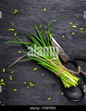 Tritare un mazzetto di erba cipollina fresca con le forbici su una cucina di ardesia contatore come un guarnire e insalata ingrediente, ad alto angolo di visione Foto Stock