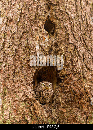 Piccolo gufo [Athene noctua] il peering da un albero cavo. Foto Stock