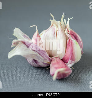 Aglio fresco lampadina rotta Apri per visualizzare i singoli chiodi di garofano per uso come una piccante aromatico ingrediente di cottura su un tessuto grigio Foto Stock