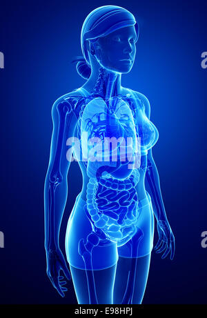 Illustrazione di xray apparato digerente con anatomia femminile Foto Stock