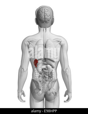 Illustrazione dei maschi di milza anatomia Foto Stock