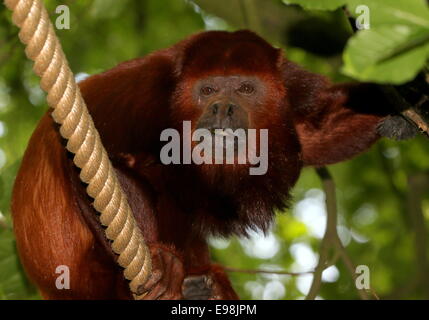 Maschio maturo rosso venezuelano scimmia urlatrice (Alouatta Alouatta) su una fune, Apenheul Primate Zoo, Apeldoorn, Paesi Bassi Foto Stock