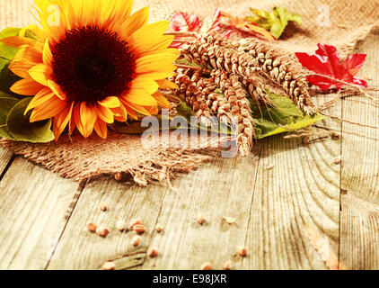 Estate o in autunno sfondo con un vivido giallo girasole freschi e appena raccolte mature spighe di grano su un quadrato di tessuto di Hesse su rustiche tavole in legno con copyspace Foto Stock