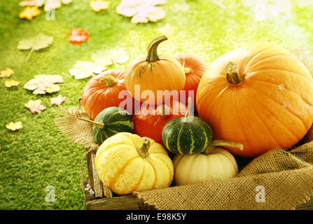 Varietà di zucche e zucche in casse di legno con foglie di autunno in background Foto Stock