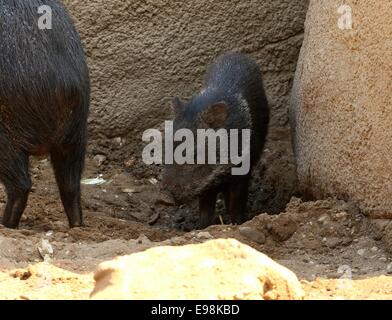 Giovani pecari a collare (Pecari tajacu) maialino Foto Stock