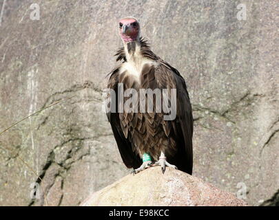 African Hooded vulture (Necrosyrtes monachus) in posa su una roccia Foto Stock