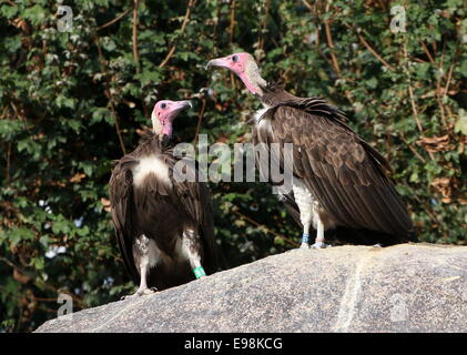 Due battibecco African incappucciati avvoltoi (Necrosyrtes monachus) in posa su una roccia Foto Stock
