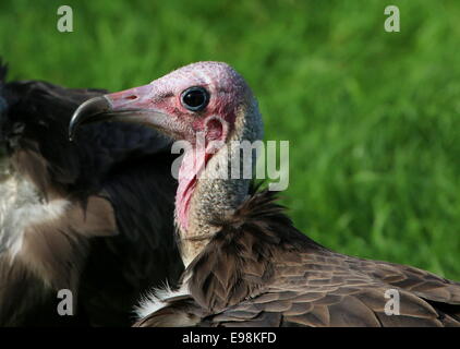 African Hooded vulture (Necrosyrtes monachus), close-up di testa Foto Stock