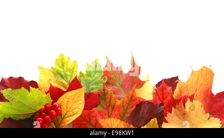 Colorata selezione di una varietà di foglie di autunno in diverse forme e colori che formano un contorno su copyspace bianco per il tuo testo o messaggio di ringraziamento con un rametto di rosse bacche di caduta Foto Stock