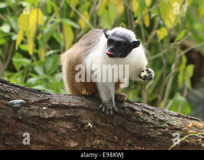 Il brasiliano Pied tamarin monkey (Saguinus bicolor) mangiare un pezzo di frutta, attaccare fuori la sua lingua nel processo Foto Stock