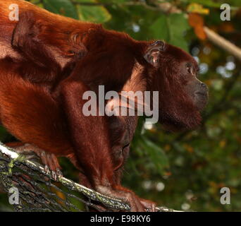 Femmina rosso venezuelano scimmia urlatrice (Alouatta Alouatta) in una struttura ad albero, lei ha 3 mesi di età giovane aggrappato al petto in Apenheul zoo Foto Stock