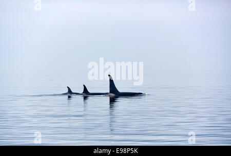 Tre balene assassine con enormi pinne dorsali, whale watching, Johnstone Strait, Broughton arcipelago, l'isola di Vancouver, British Columbia, Canada Foto Stock