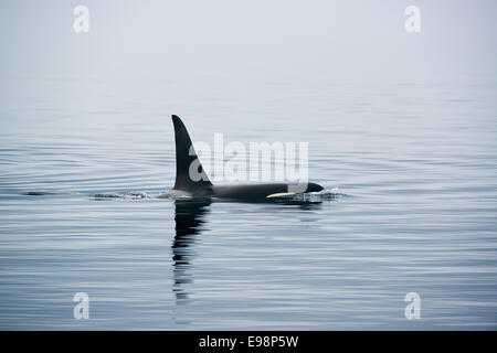 Balena killer con enormi pinne dorsali a Vancouver Island, avvistamento di balene Foto Stock