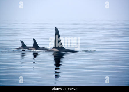 Tre balene assassine con enormi pinne dorsali, whale watching, Johnstone Strait, Broughton arcipelago, l'isola di Vancouver, British Columbia, Canada Foto Stock