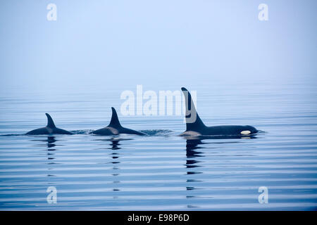 Tre balene assassine con enormi pinne dorsali, whale watching, Johnstone Strait, Broughton arcipelago, l'isola di Vancouver, British Columbia, Canada Foto Stock