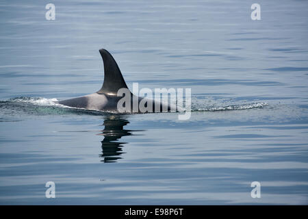 Balena killer con enormi pinne dorsali a Vancouver Island, avvistamento di balene Foto Stock