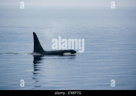 Balena killer con enormi pinne dorsali a Vancouver Island, avvistamento di balene Foto Stock