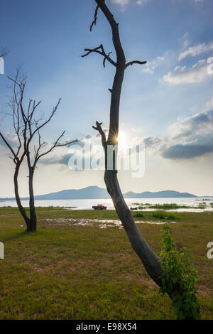 L'albero morto sul terreno in thereservoir Foto Stock