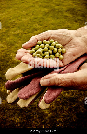 Persone anziane mani appena raccolto giardino piselli. Foto Stock