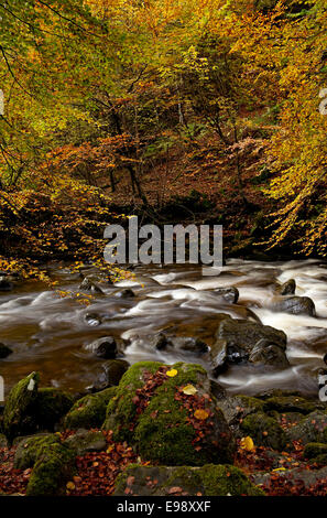 Autunno river, Aberfeldy Birks, Perth Kinross, Perthshire, Scotland, Regno Unito Foto Stock