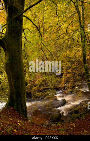 Autunno, fiume, Aberfeldy Birks, Perth Kinross, Perthshire, Scotland, Regno Unito Foto Stock