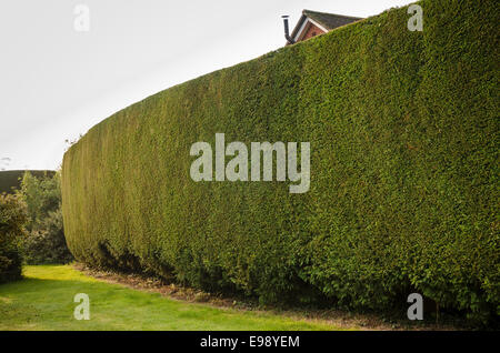 Tall conifera sempreverde hedge dopo maintence annuale per oscurare la vista indesiderati Foto Stock