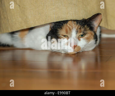 Una sonnolenta gatta calico picchi fuori da sotto una tenda in oro. Foto Stock