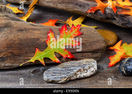 Singola luminosa umido autunno foglie di quercia, anteriore centrale, con età driftwood e rocce in background Foto Stock