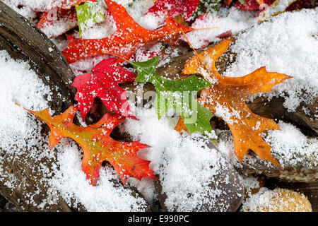 Bright Foglie di autunno coperti di neve sul invecchiato driftwood e rocce Foto Stock