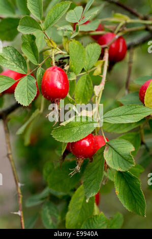 Rosa canina rosso in autunno Foto Stock