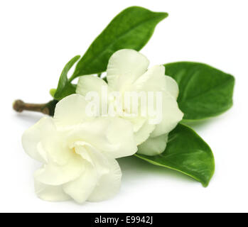 Gelsomino arricciato o Tagar fiore del subcontinente indiano su sfondo bianco Foto Stock