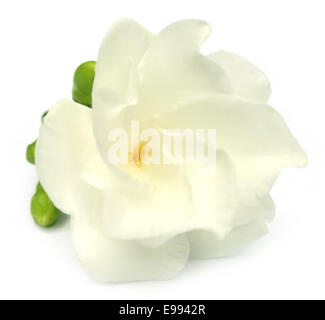 Gelsomino arricciato o Tagar fiore del subcontinente indiano su sfondo bianco Foto Stock