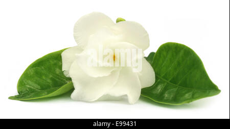 Gelsomino arricciato o Tagar fiore del subcontinente indiano su sfondo bianco Foto Stock