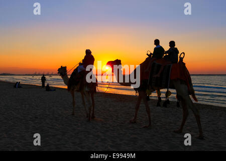 Corsa cammelli al tramonto sulla spiaggia di Jumeirah a Dubai. Foto Stock