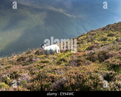 dh GRISEDALE PIKE LAKE DISTRICT Cumbria Hill Swaledale Sheep heather Hillside uk Foto Stock