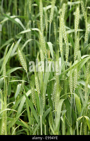 Un inizio di mattina vista di gocce di pioggia su steli di grano che cresce in un campo di grano. Foto Stock