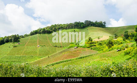 Agricoltura sulla collina di agricoltori nel nord della Thailandia Foto Stock