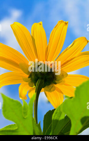 Close-up di girasole messicano infestante o Tithonia diversifolia, bellissimi fiori sono di colore giallo brillante sul cielo blu sullo sfondo Foto Stock