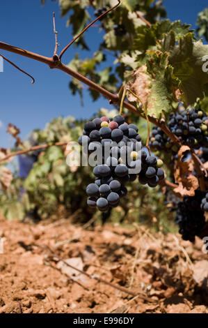 I lavoratori temporanei pick up uve Tempranillo a Valdepeñas, Ciudad Real, Spagna. Foto Stock