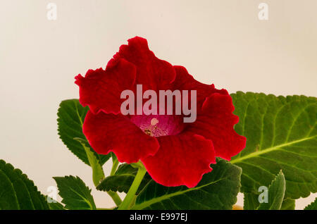 Red Gloxinia, Sinningia speciosa fiore vicino. Foto Stock