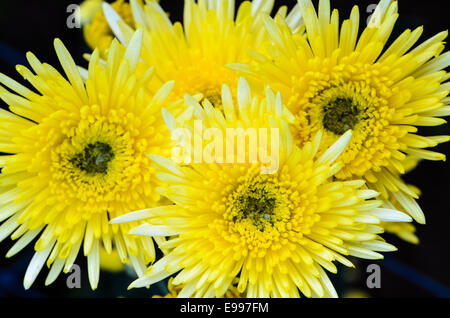 Close up crisantemo giallo fiori sulla struttura dalla vista superiore Foto Stock