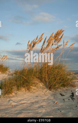 Avena di mare di colore dorato (Uniola paniculata) in cima ad una duna di sabbia, Daytona Beach, Florida. Foto Stock